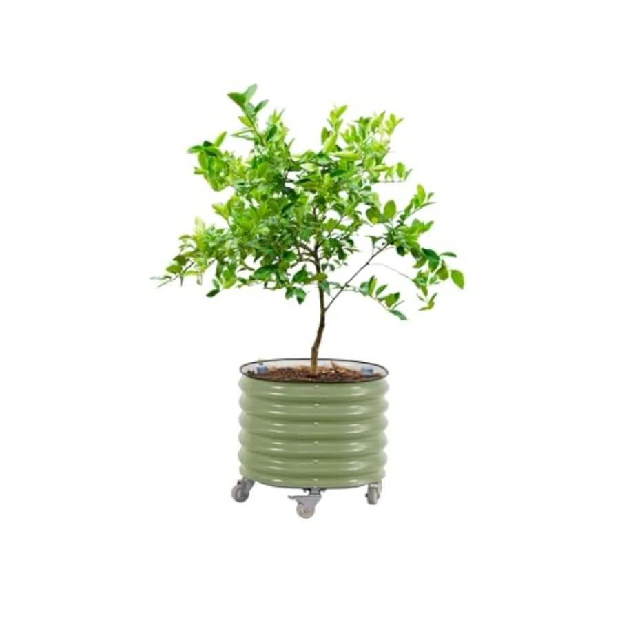 Self-Watering Planter - وعاء زراعة شجرة الحمضيات الدوار الجيل